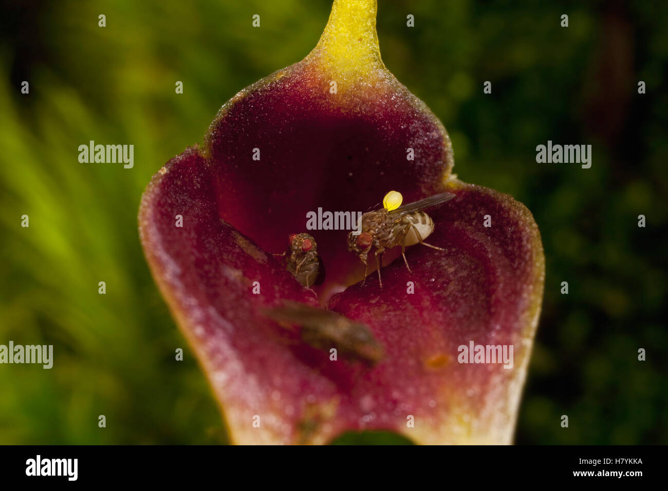 Orchid (Masdevallia sp) flower being pollinated by tiny carrion flies