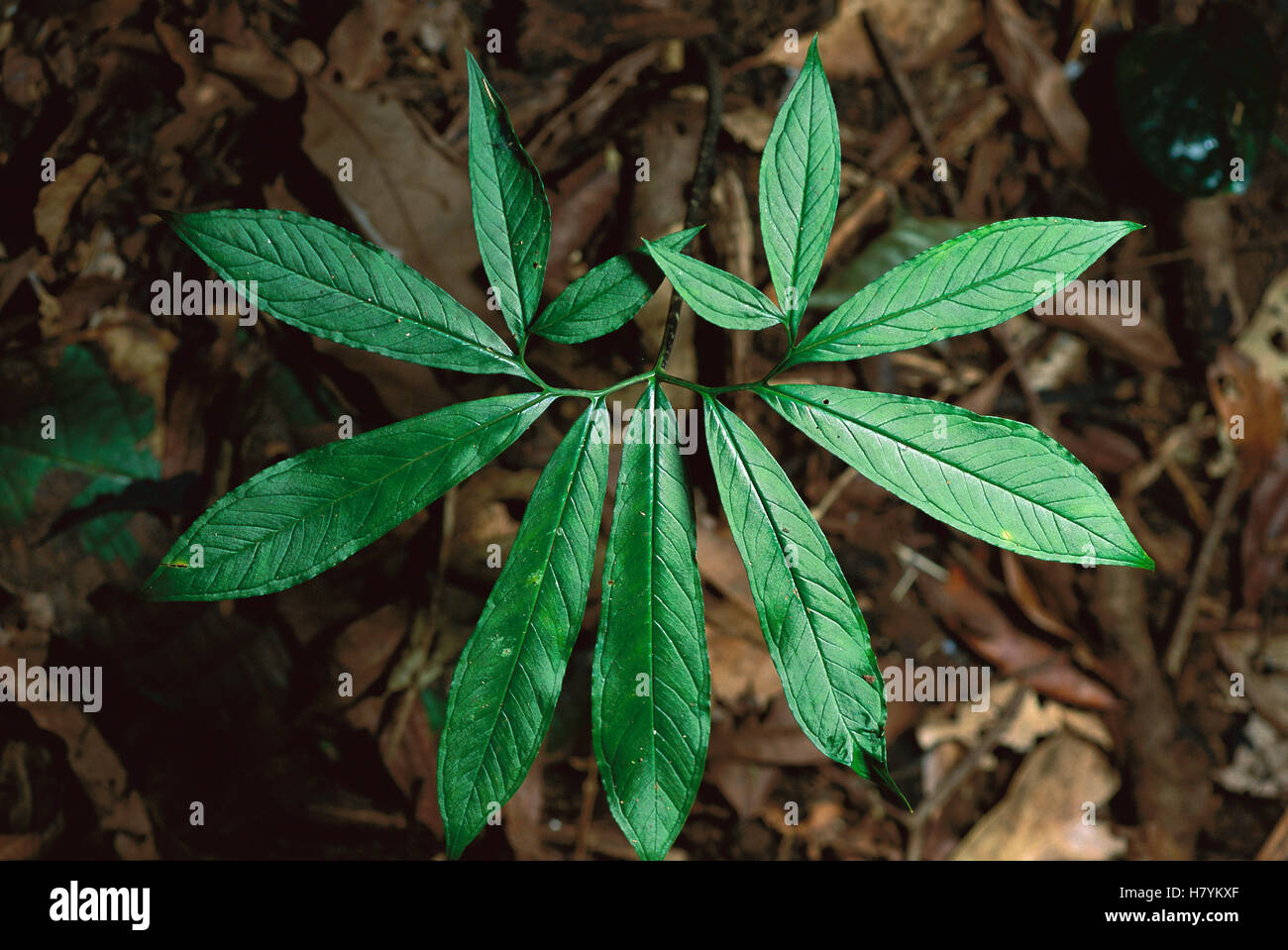 Belembe Silvestre (Xanthosoma helleborifolium) compound leaf with ...