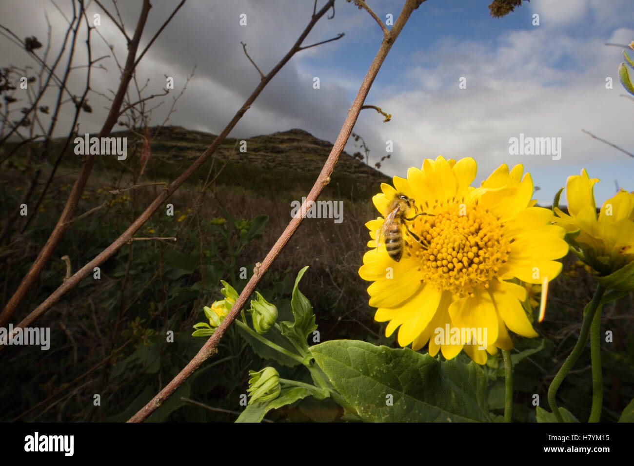 Honey Bee (Apis mellifera) feeding on daisy nectar, Kauai, Hawaii Stock