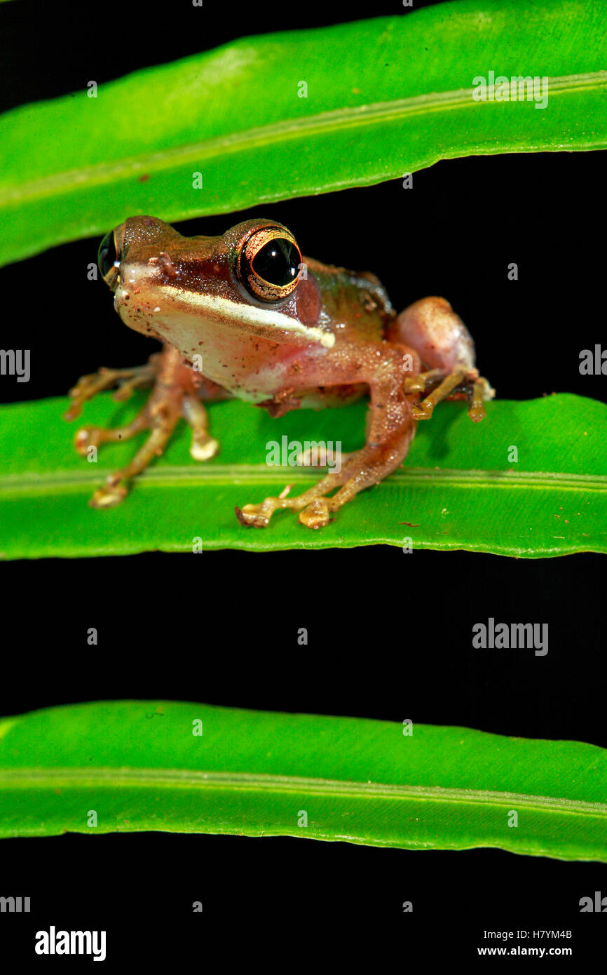 Java Whipping Frog (Polypedates leucomystax), Lambir Hills National ...