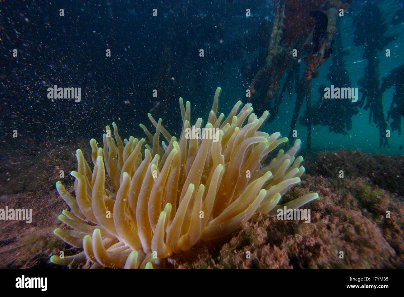 Giant Caribbean Anemone (Condylactis gigantea) growing on the shallow ...