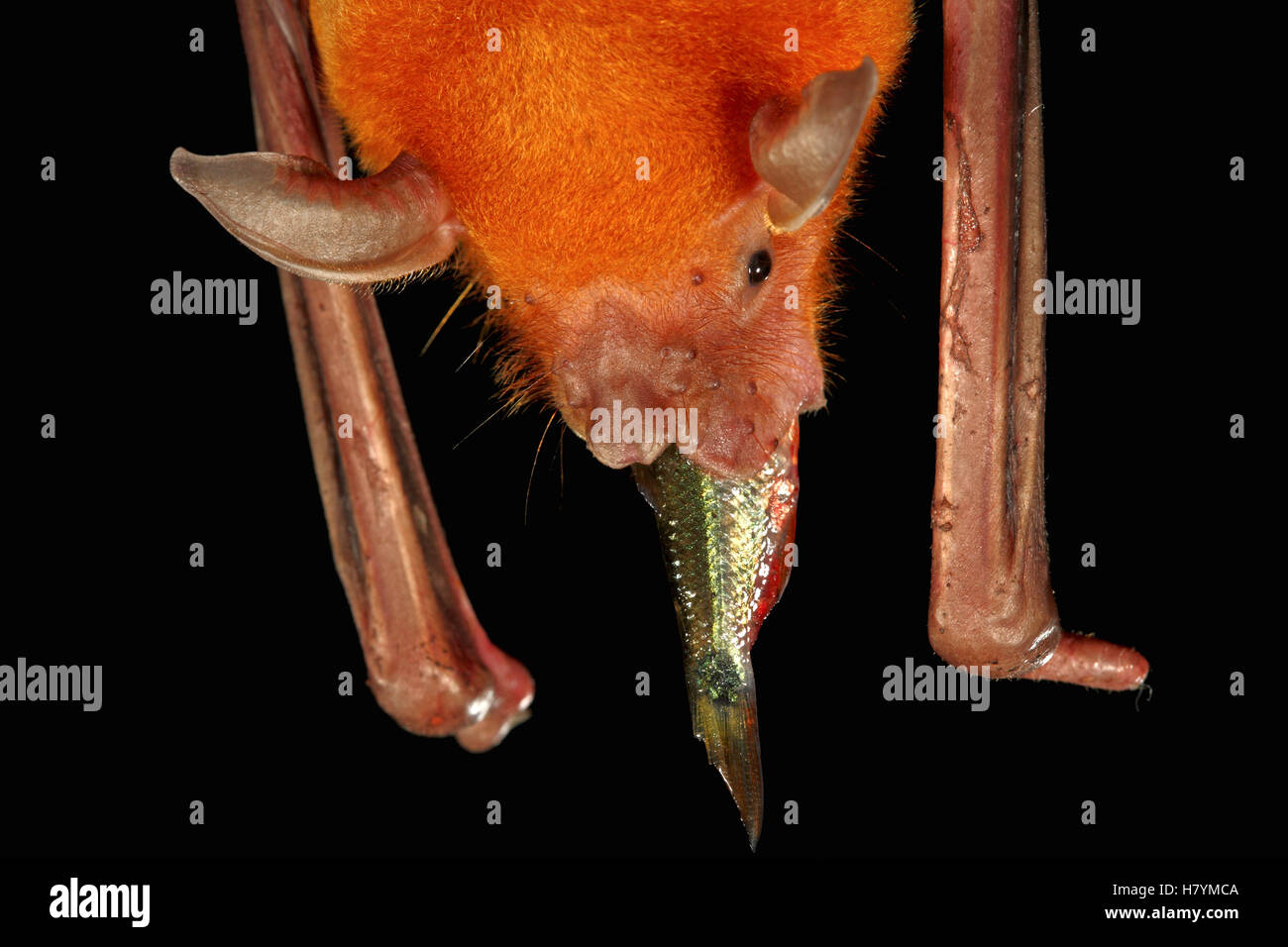 Greater Bulldog Bat (Noctilio leporinus) feeding on a small fish