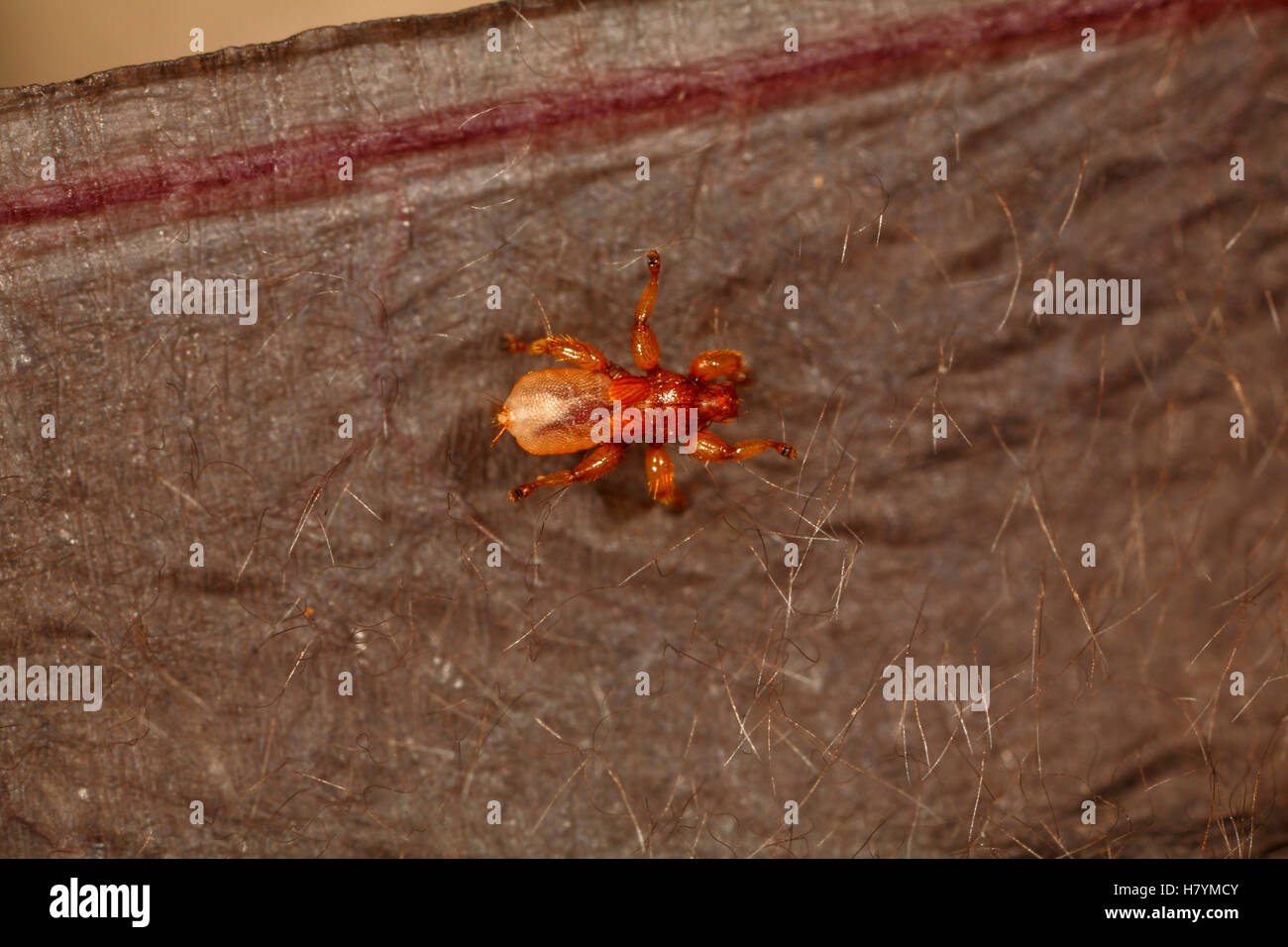 Bat Fly (Streblidae) ecto parasite on the wing of Great Fruiteating