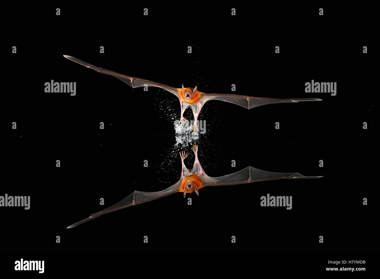 Greater Bulldog Bat (Noctilio leporinus) fishing, Smithsonian Tropical