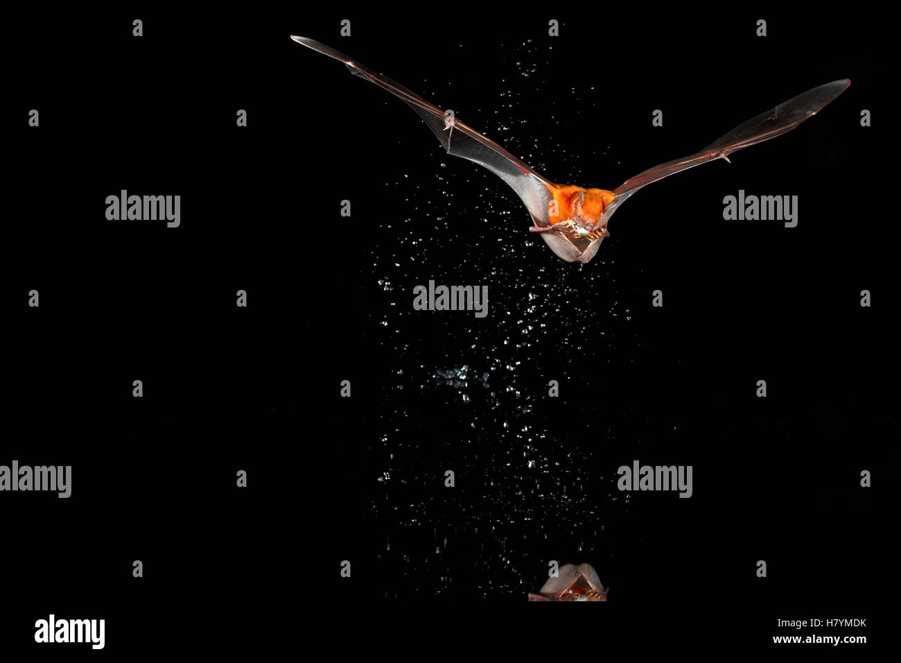 Greater Bulldog Bat (Noctilio leporinus) fishing, Smithsonian Tropical