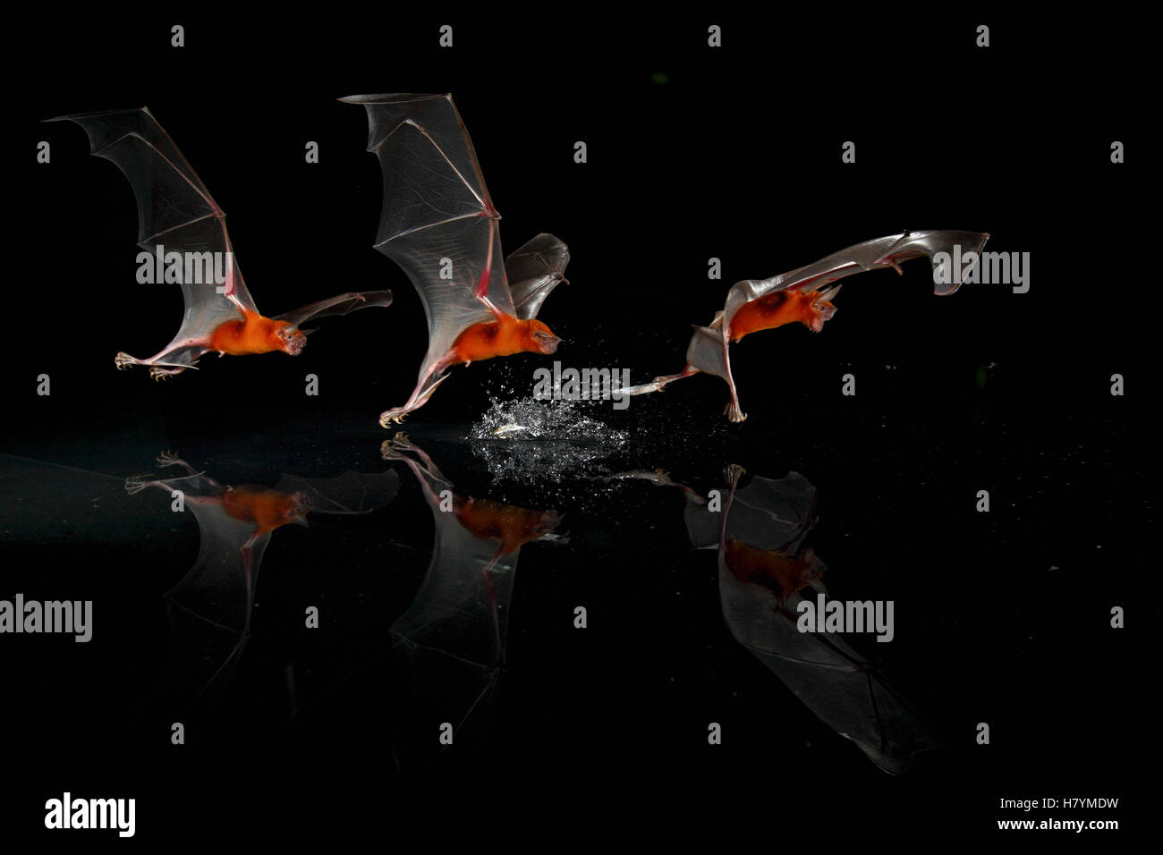 Greater Bulldog Bat (Noctilio leporinus) fishing, Smithsonian Tropical