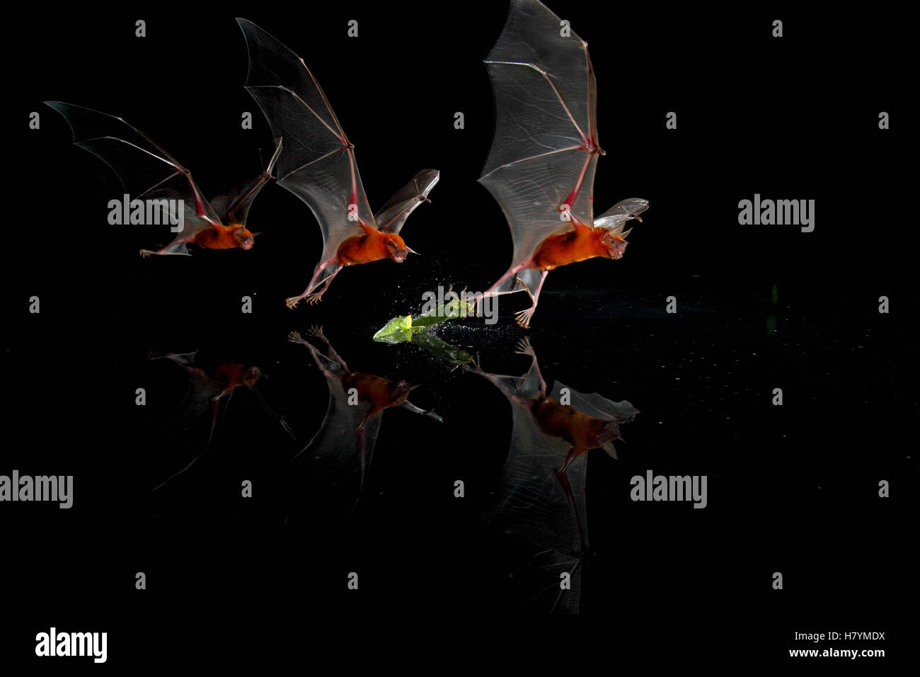 Greater Bulldog Bat (Noctilio leporinus) fishing, Smithsonian Tropical