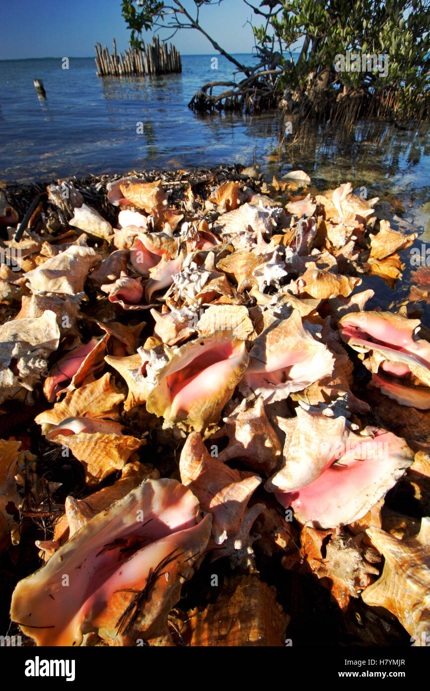 Illegal conch poaching camp with hundreds of shells, Carrie Bow Cay