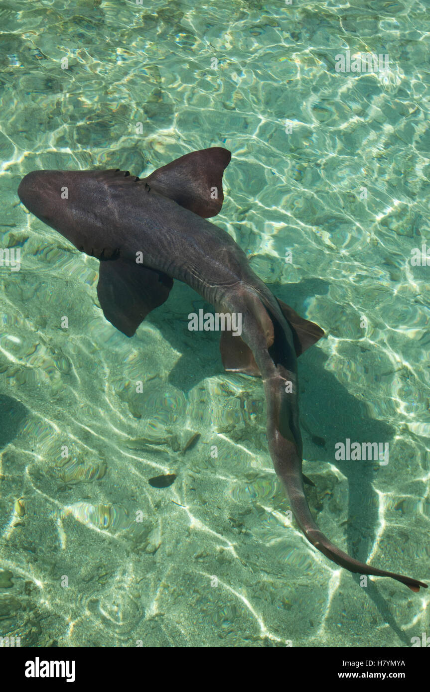 Shark (Apristurus sp) in aquarium, Rosario Islands, Colombia Stock ...