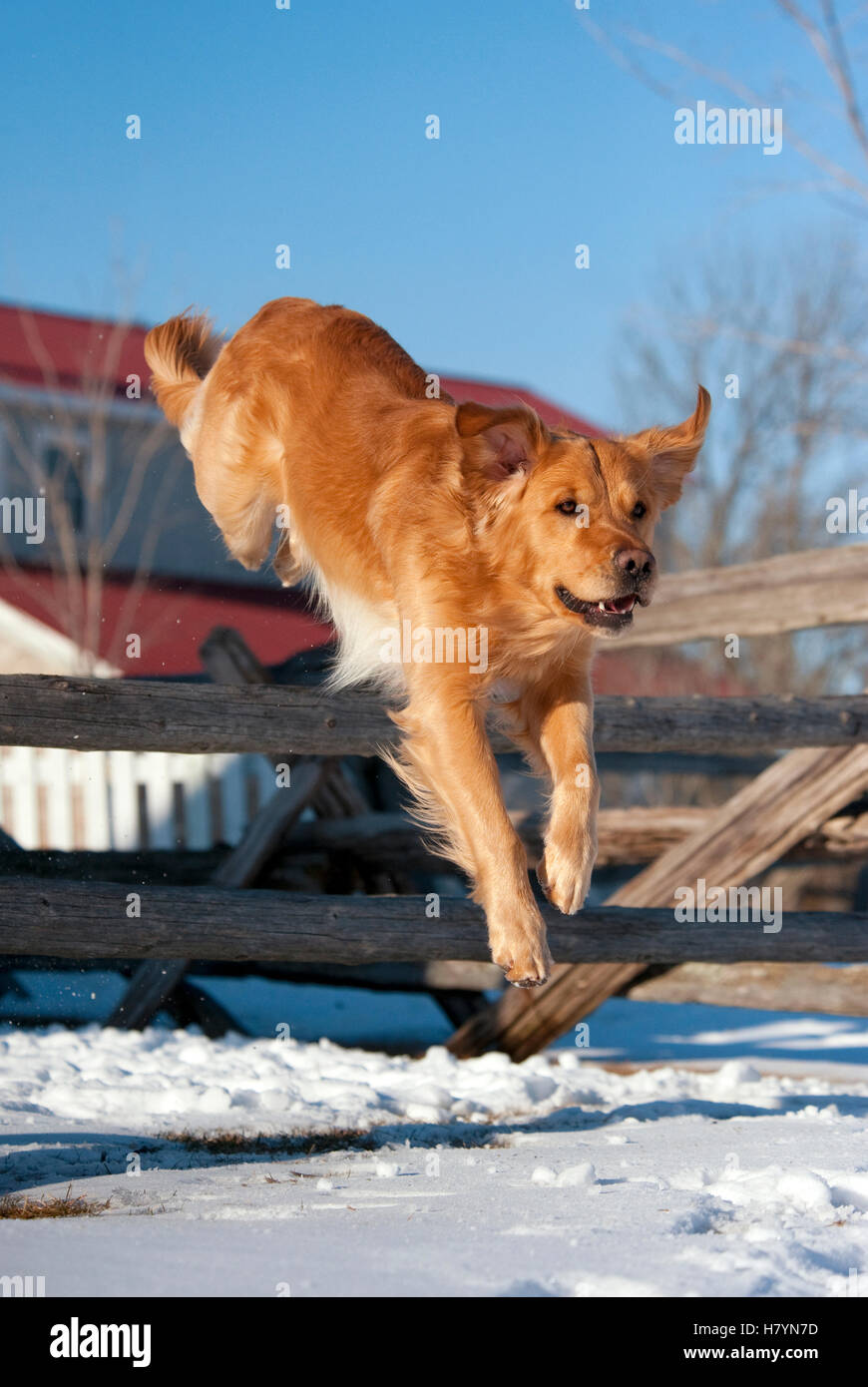Golden Retriever (Canis familiaris) jumping fence Stock Photo - Alamy