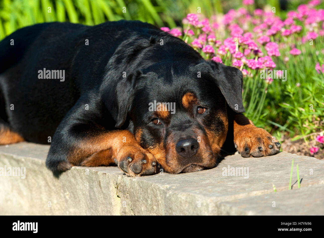 Rottweiler (Canis familiaris) female Stock Photo - Alamy