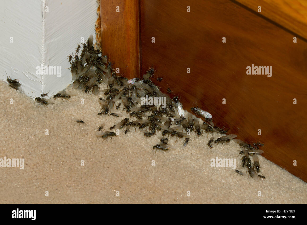 Black Garden Ant (Lasius niger) infestation in house, England Stock