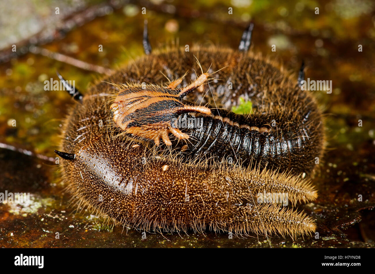Owl Butterfly (Caligo sp) caterpillar, Mindo, western slope of Andes ...