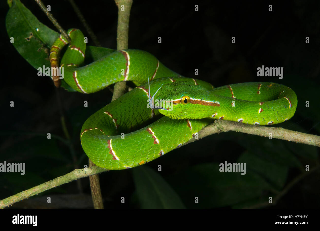 Banded Pit Viper (Trimeresurus fasciatus), Tompotika Peninsula, central ...