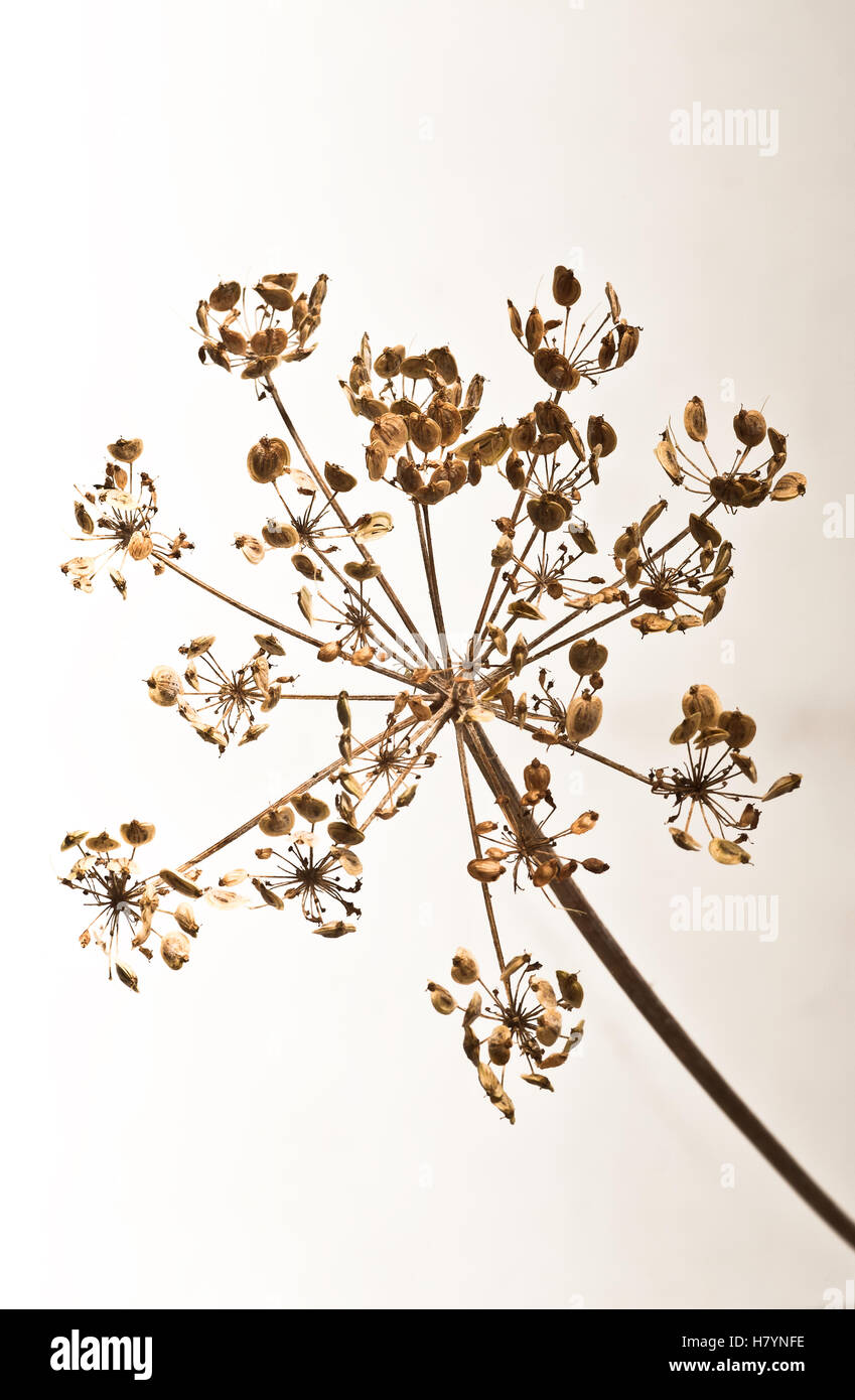 Dried fennel seed head against a light background Stock Photo Alamy
