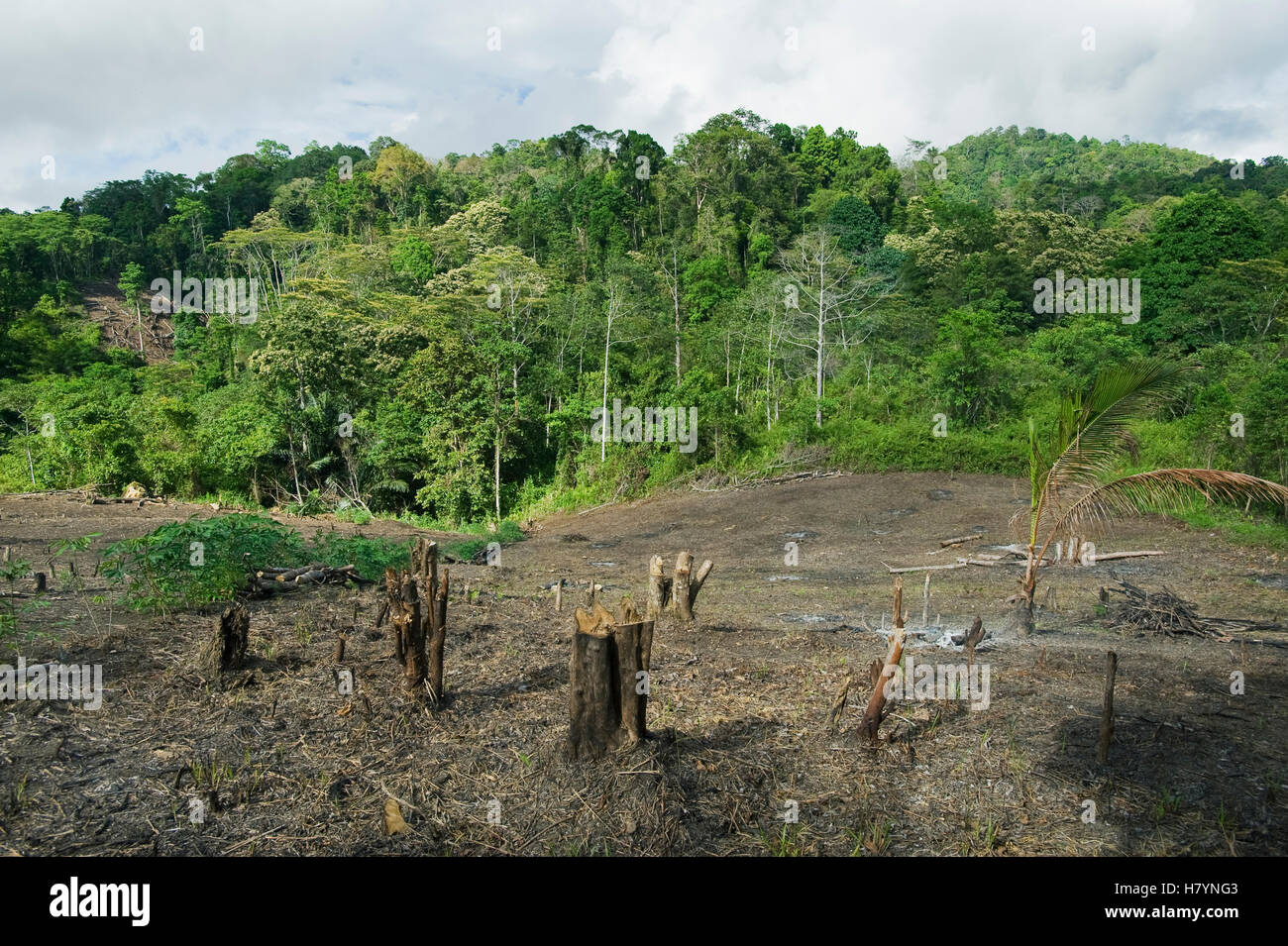 Rainforest clearing for slash and burn agriculture, central Sulawesi