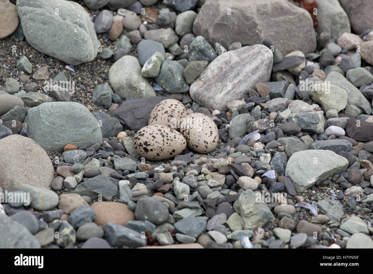 Semipalmated Plover (Charadrius semipalmatus) ground nest with three