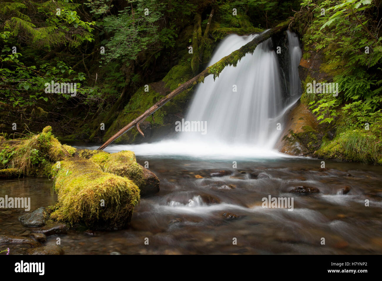 Waterfall in temperate rainforest interior, Sitka, Alaska Stock Photo