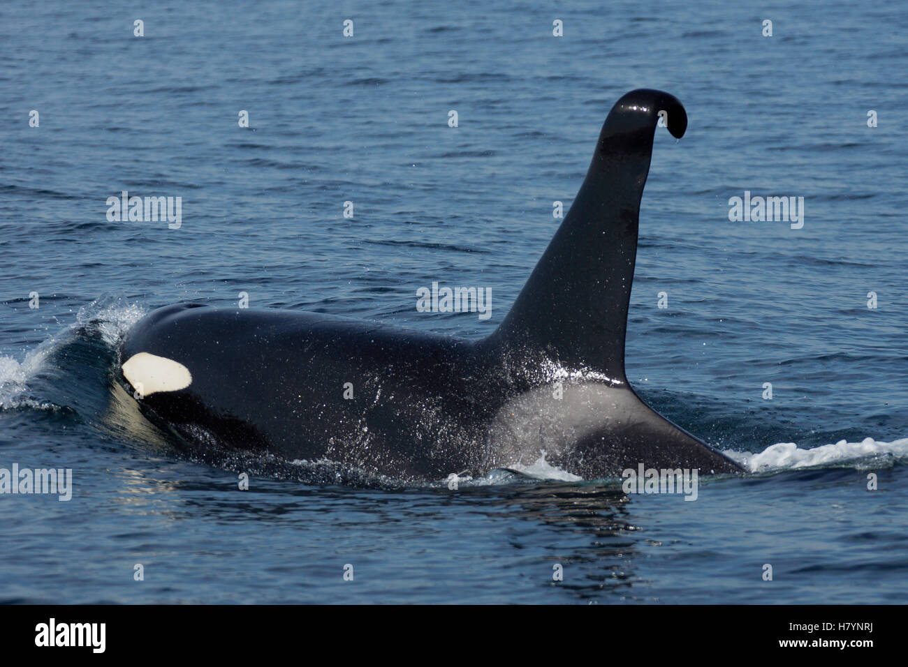 Orca (Orcinus orca) male with curved dorsal fin, Shiretoko, Hokkaido