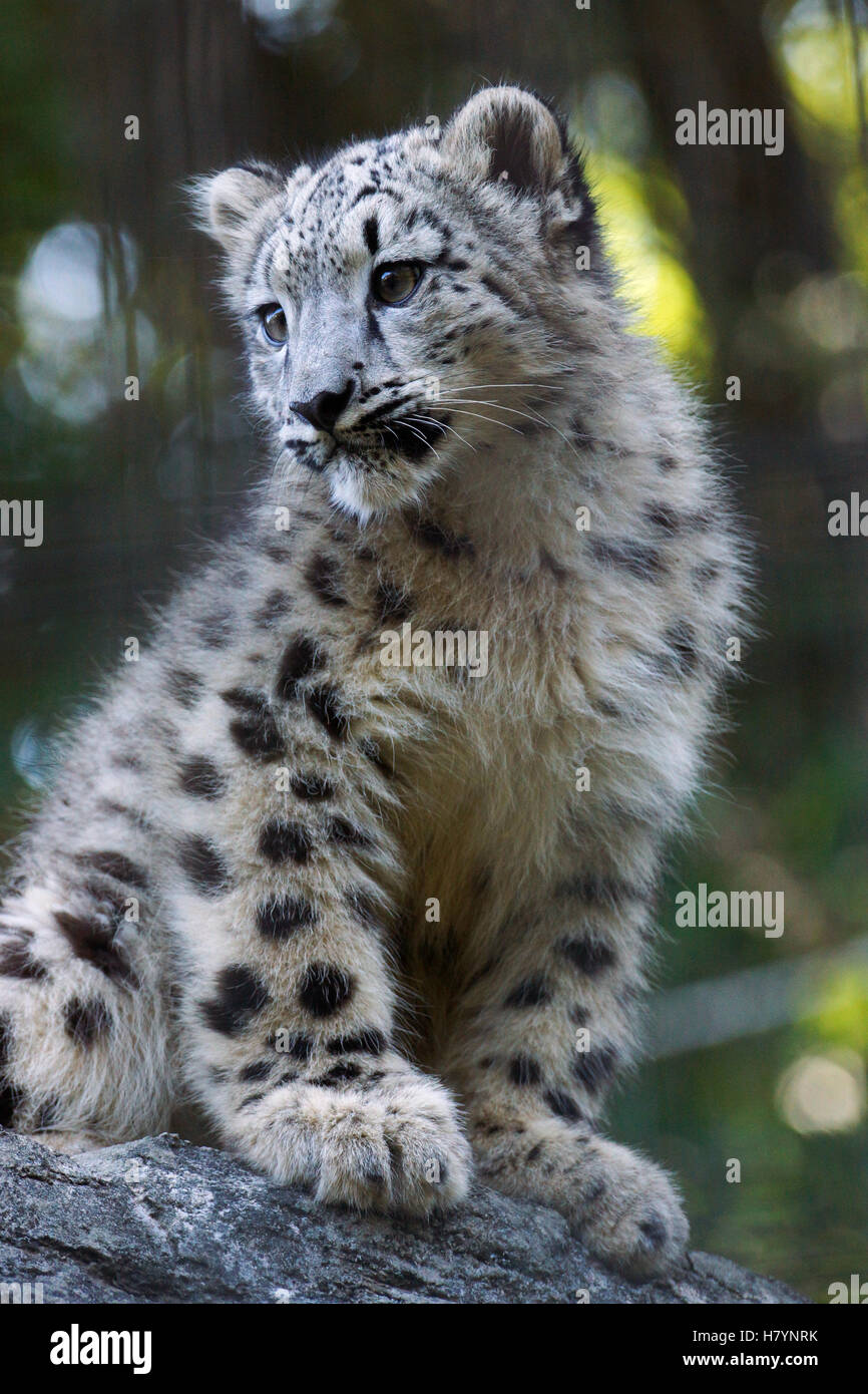Snow Leopard (Panthera uncia) cub, Japan Stock Photo Alamy