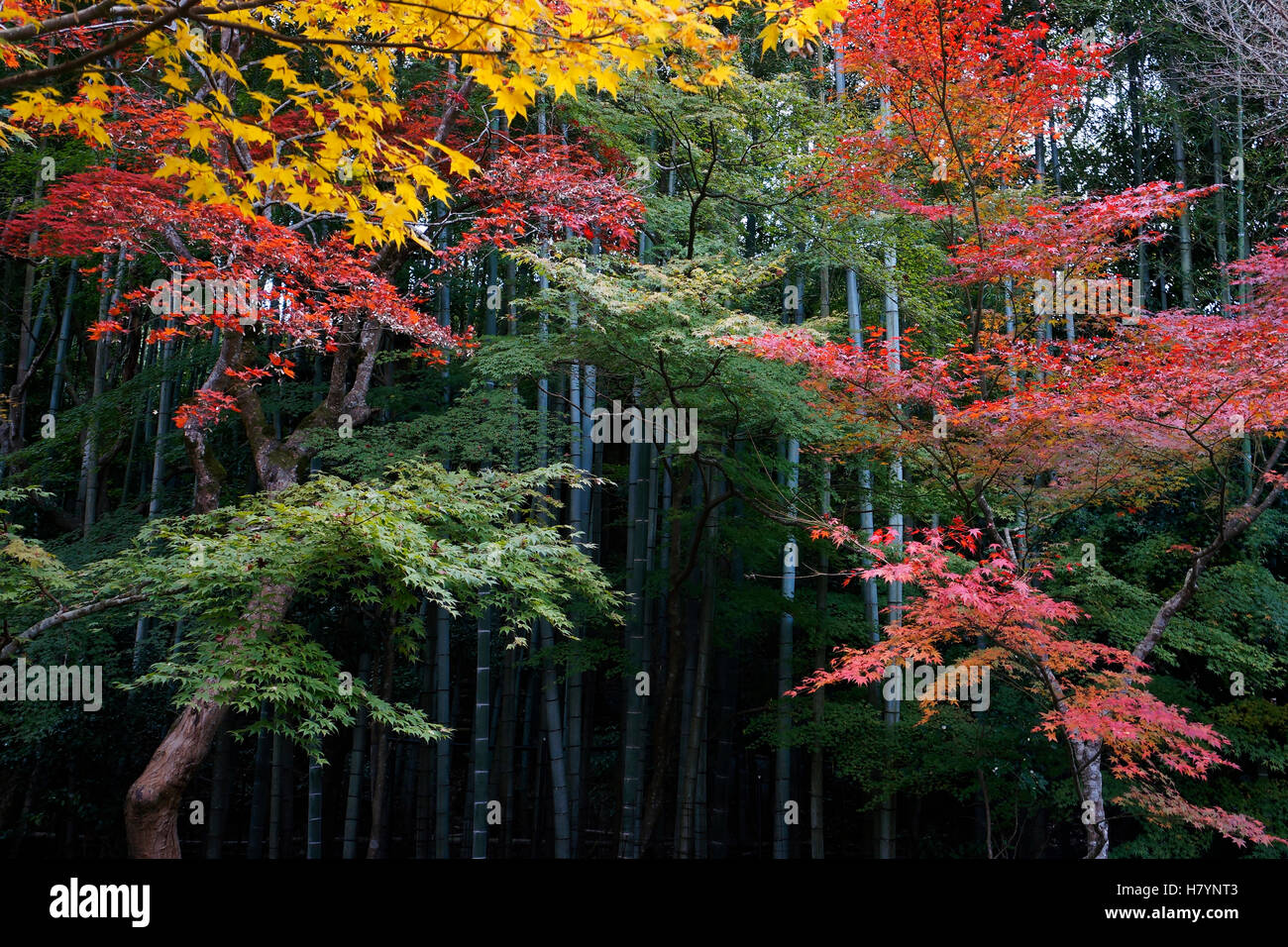 Japanese Maple (Acer palmatum) trees in fall colors, Tenryuji Temple