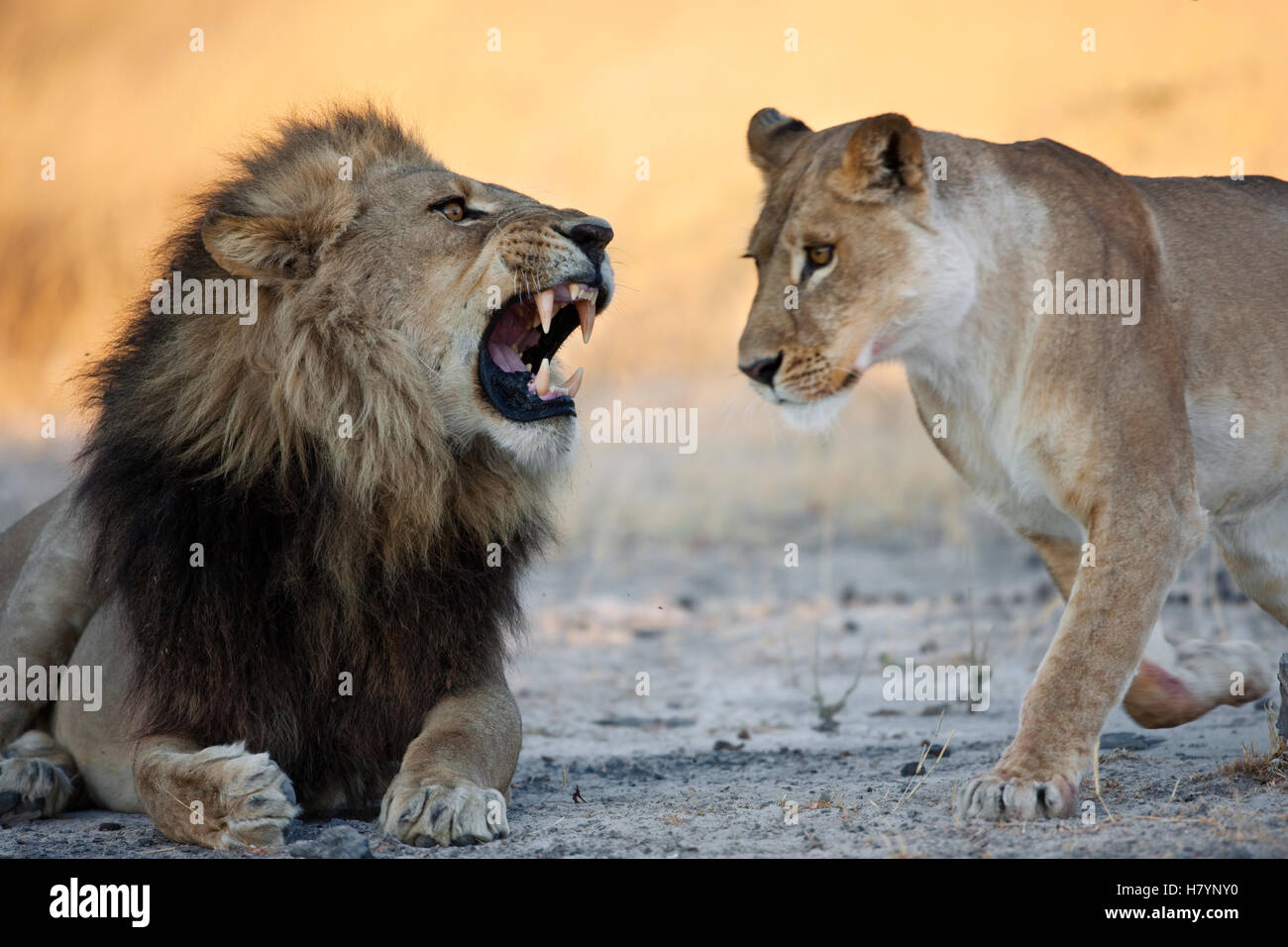 African Lion (Panthera leo) male roaring at female, Moremi Game Reserve ...