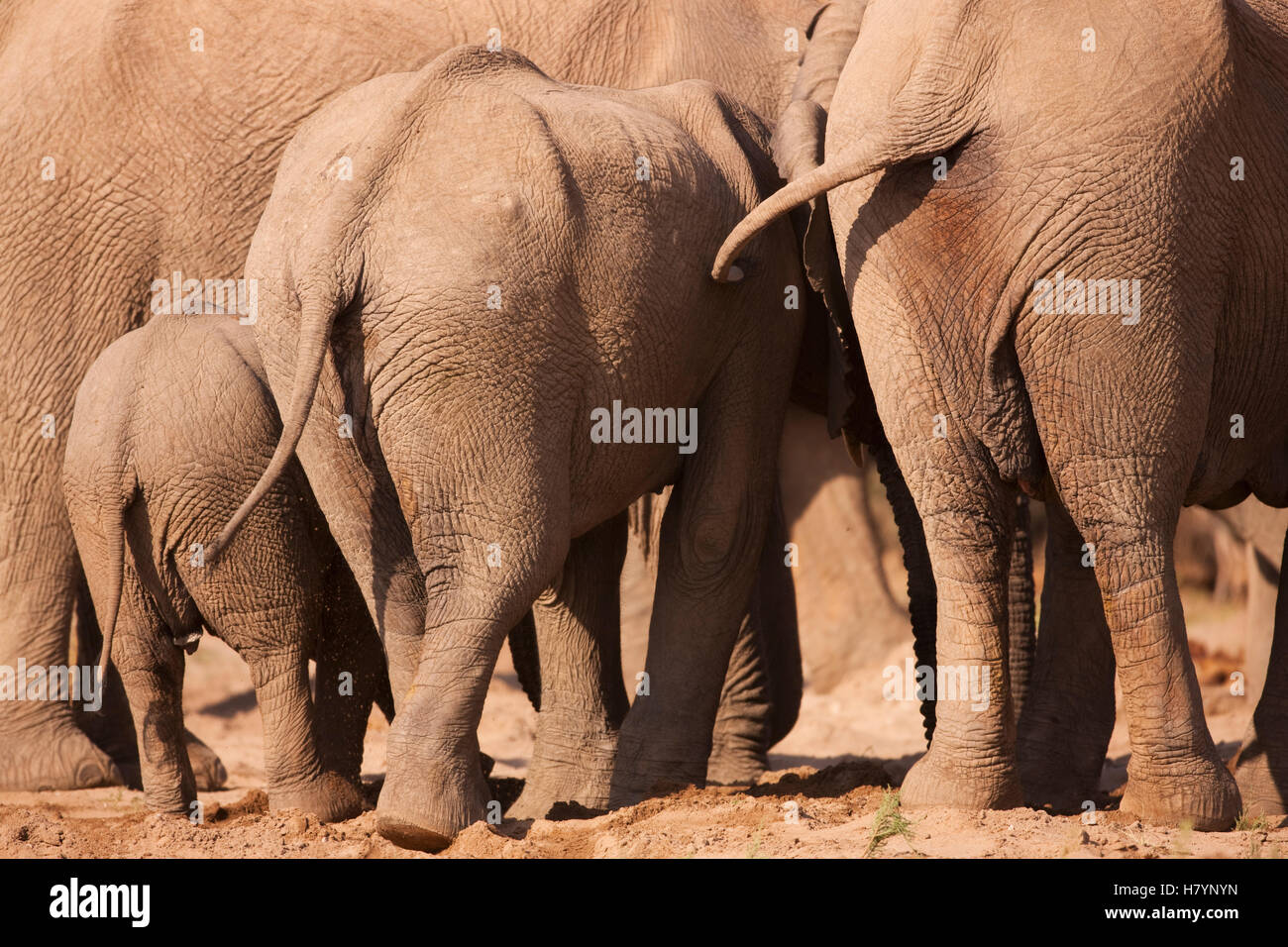 African Elephant (Loxodonta africana) and sub-adult and baby, Skeleton ...