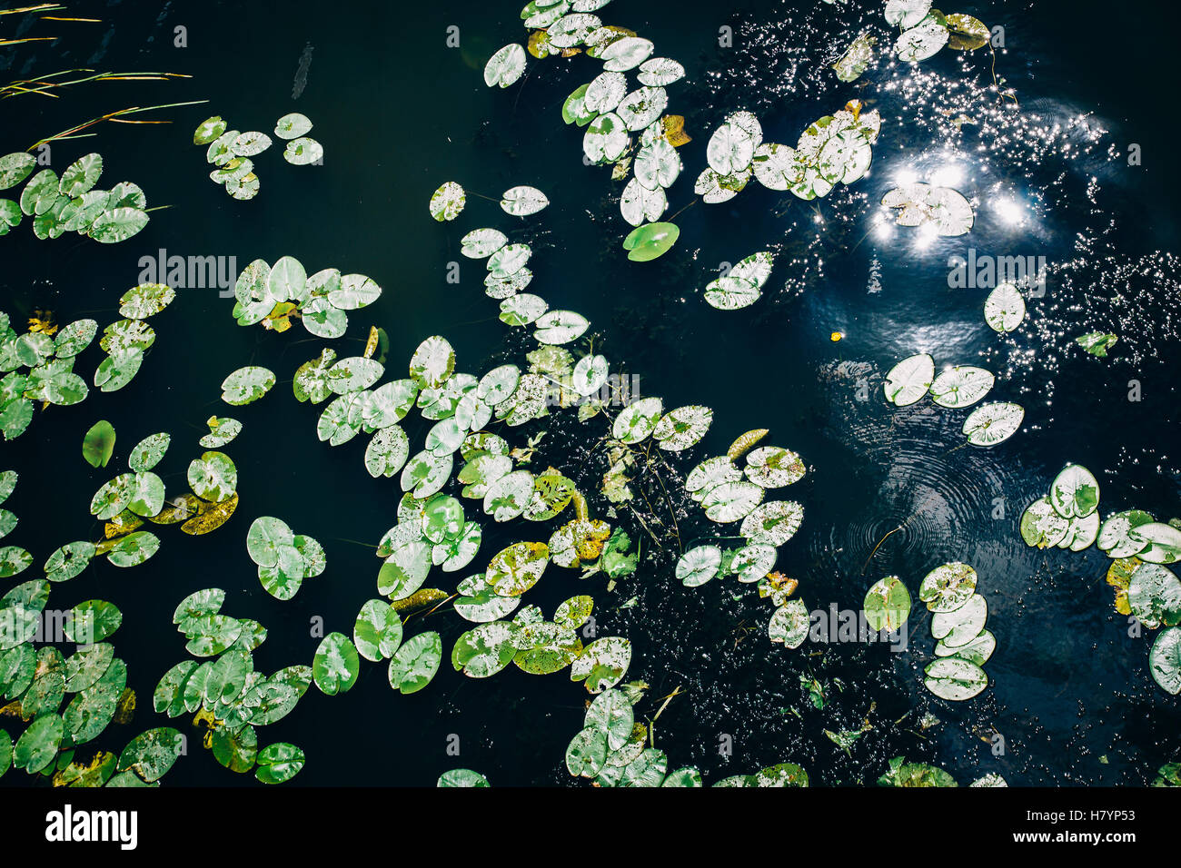 Lily pads in a blue lake with reflecting sunlight Stock Photo Alamy