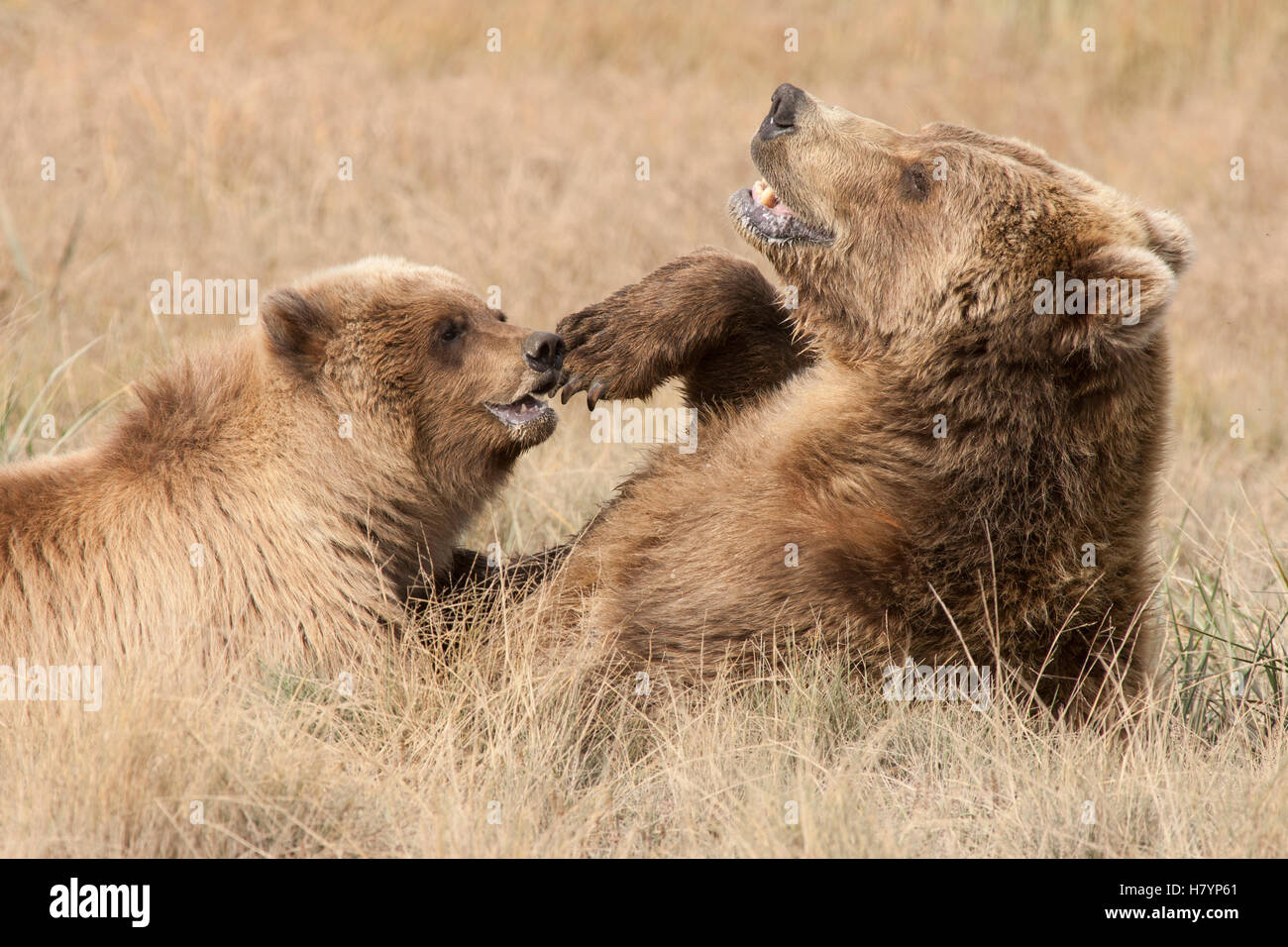 Grizzly Bear (Ursus arctos horribilis) mother and cub playing, Katmai ...