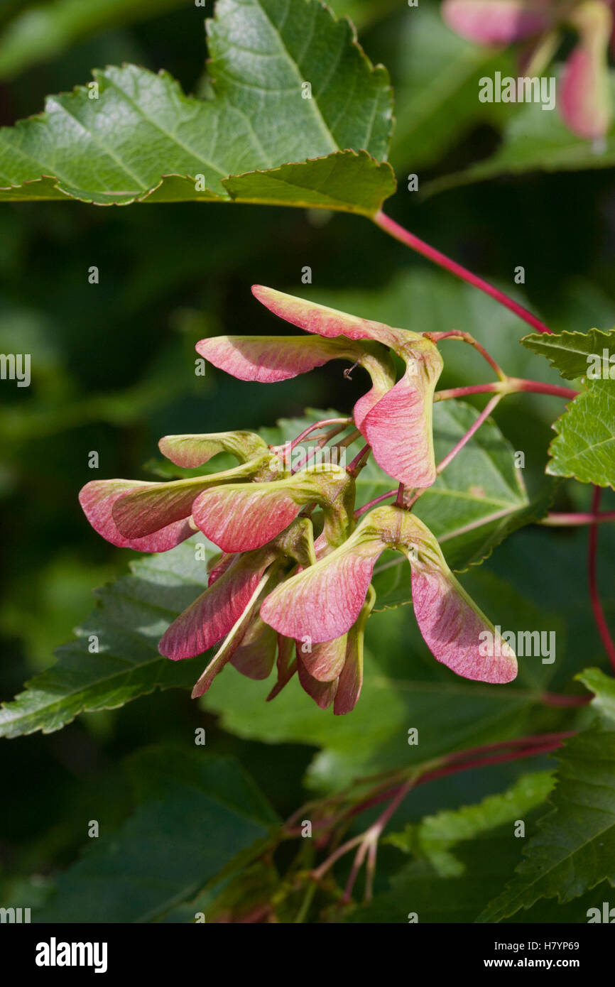 Sugar Maple (Acer saccharum) seed pods, Spruce Woods Provincial Park