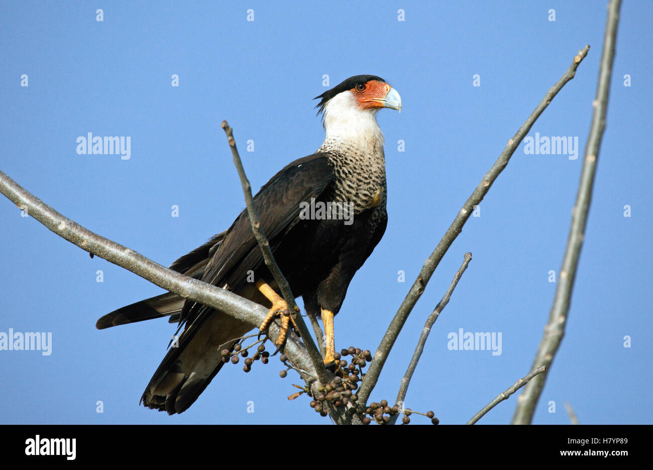 Crested Caracara (Caracara cheriway) in dry forest, Guanacaste, Costa