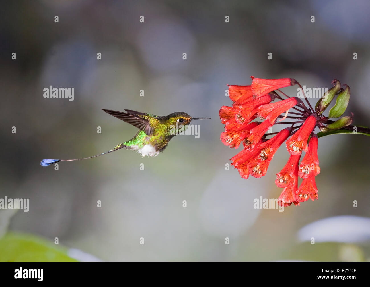Boot Racket Tail Hummingbird Booted Racket-tail (Ocreatus underwoodii) hummingbird male feeding on ...