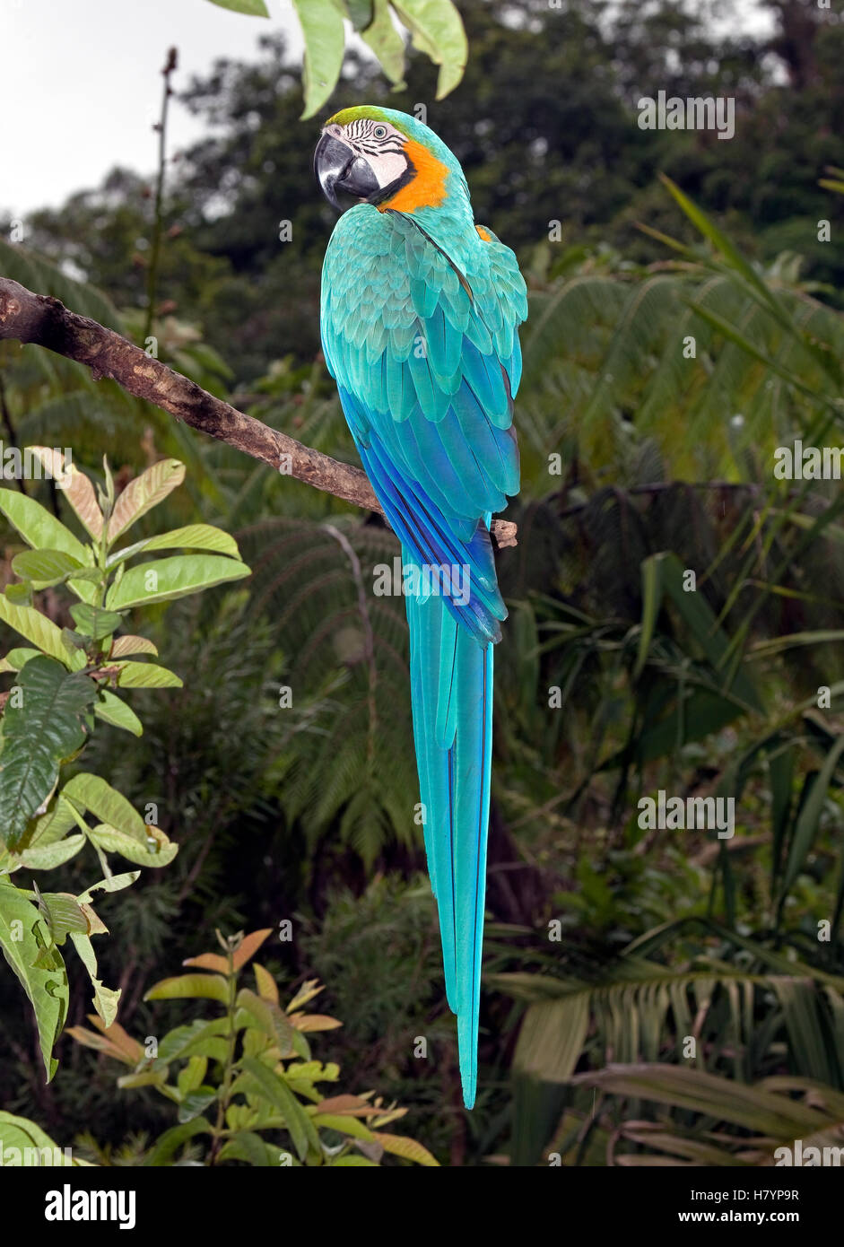 blue-and-yellow-macaw-ara-ararauna-ecuador-stock-photo-alamy