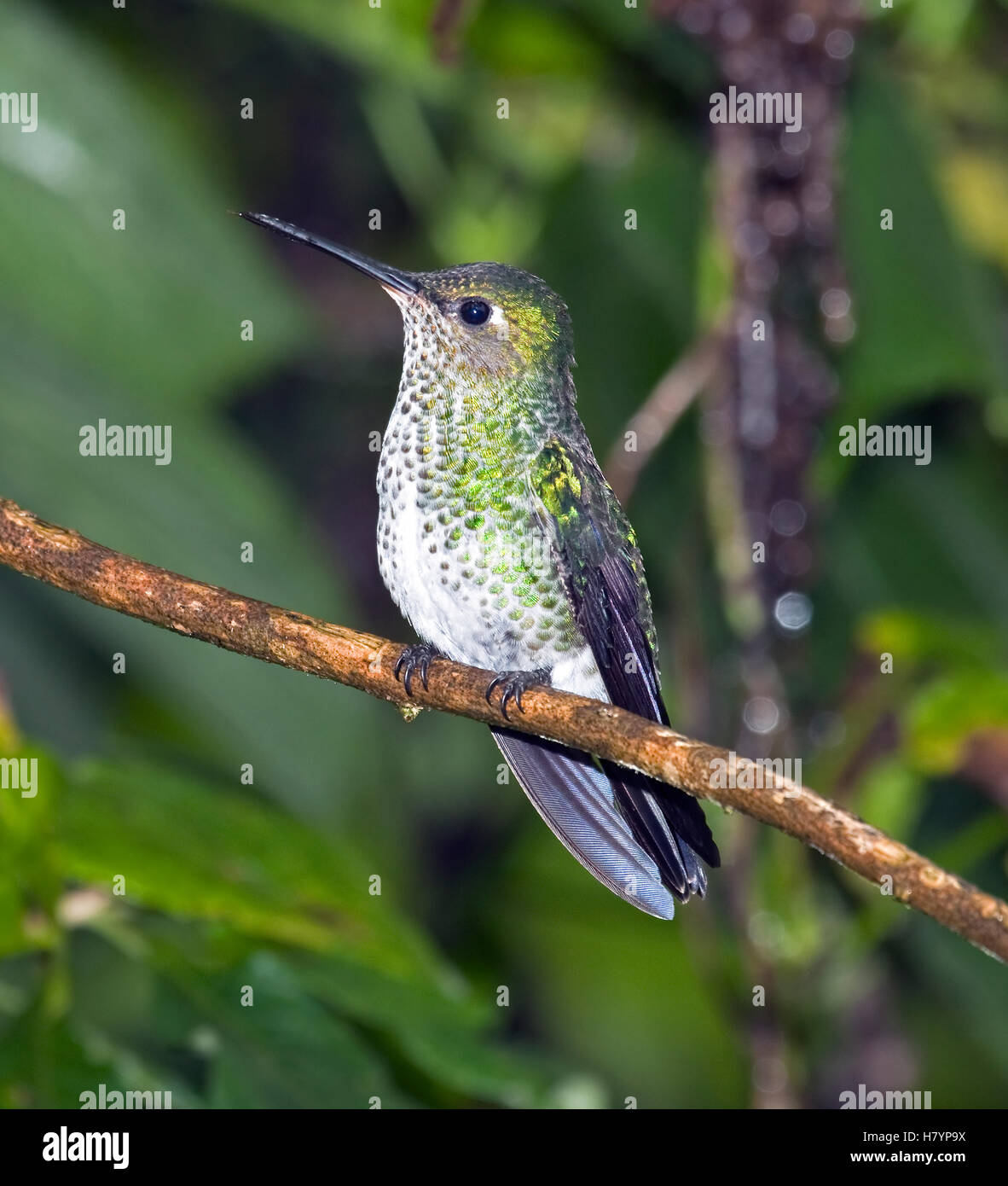 Many-spotted Hummingbird (Taphrospilus hypostictus), eastern slope of Andes, Ecuador Stock Photo