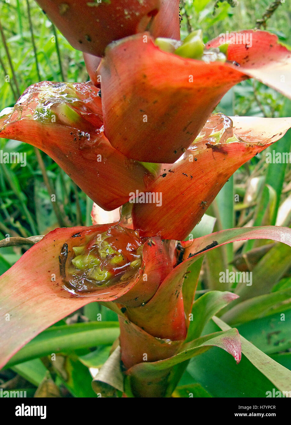Bromeliad (Mezobromelia capituligera) buds immersed in jelly in cloud forest, Tandayapa Valley, western slope of Andes, Ecuador Stock Photo
