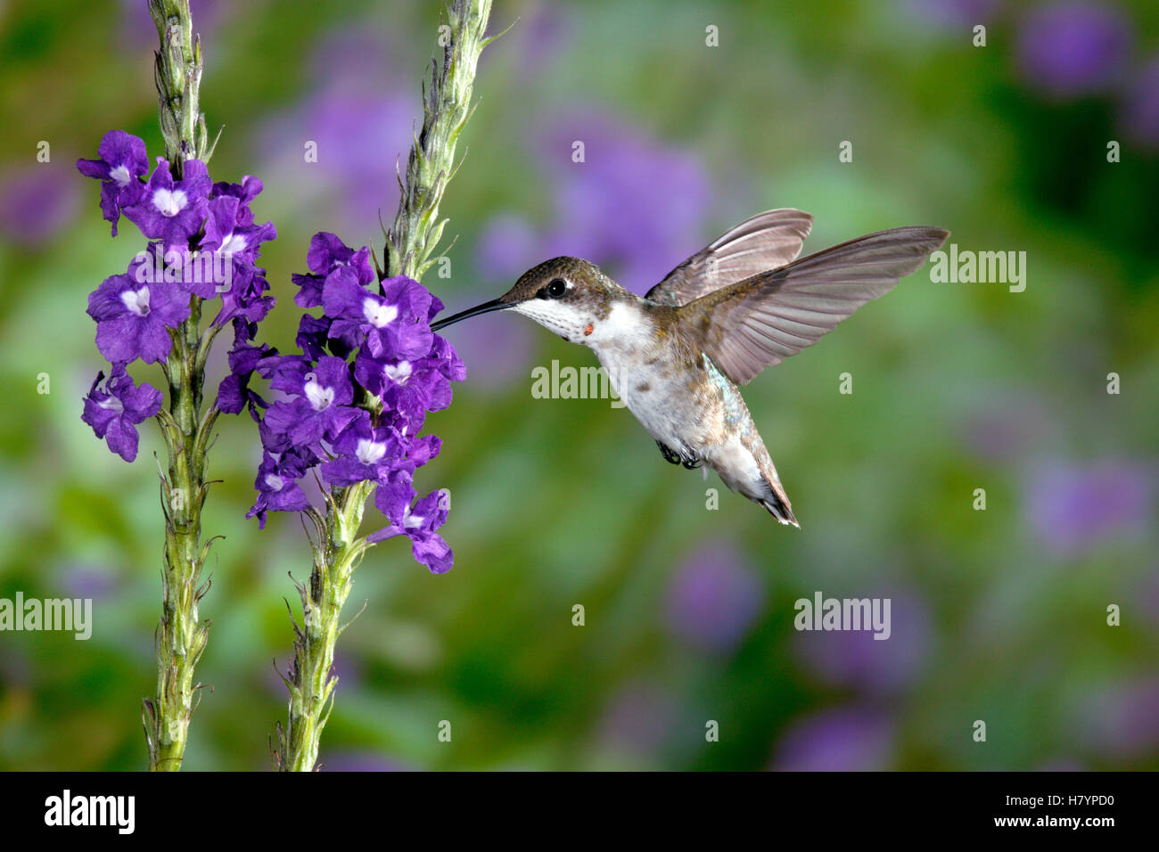 Ruby-throated Hummingbird (Archilochus colubris) immature male feeding ...