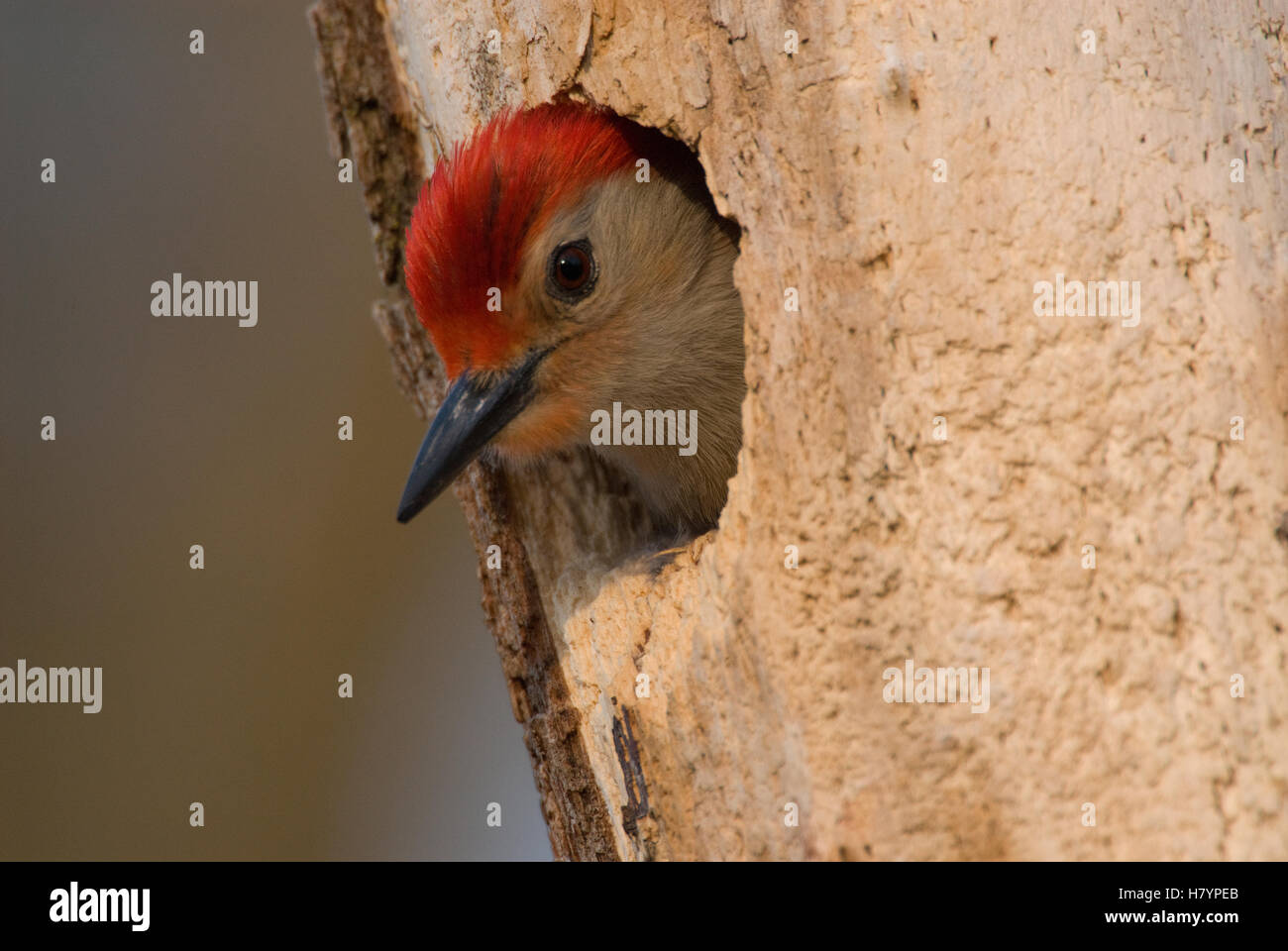 Redbellied Woodpecker (Melanerpes carolinus) male in nest cavity