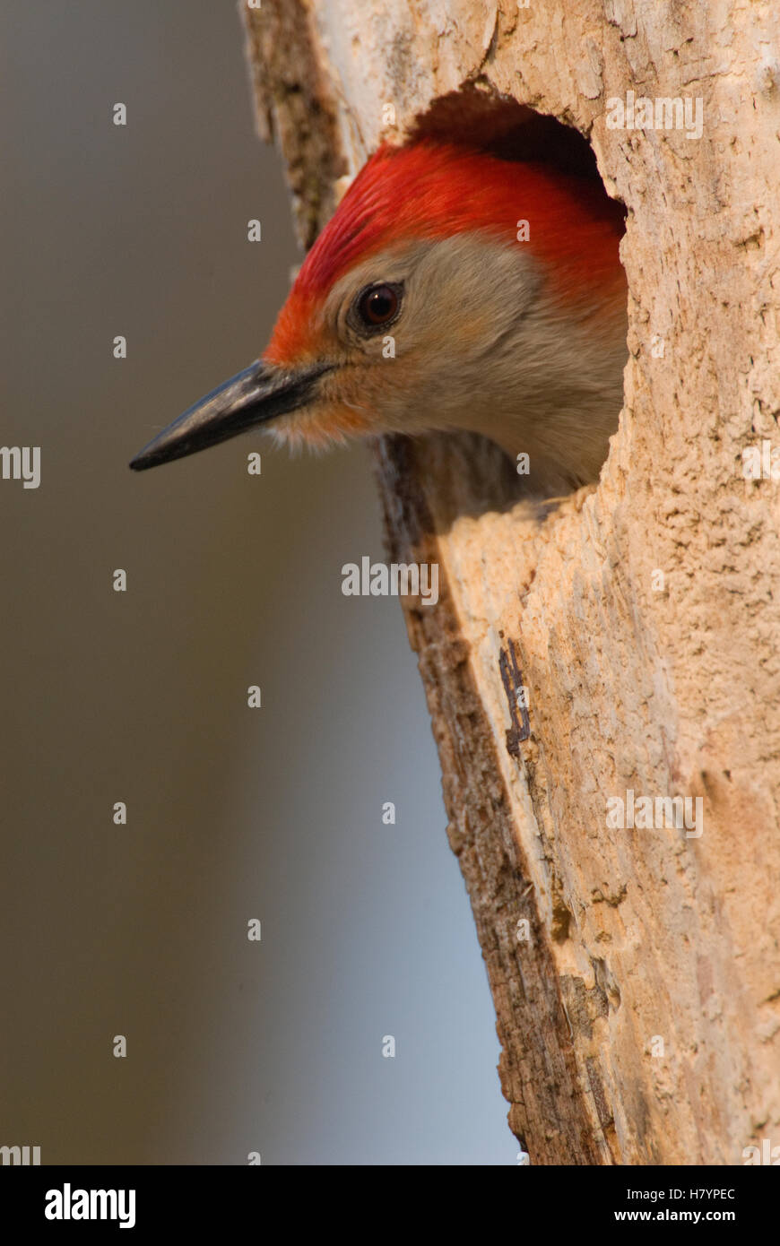 Redbellied Woodpecker (Melanerpes carolinus) male in nest cavity