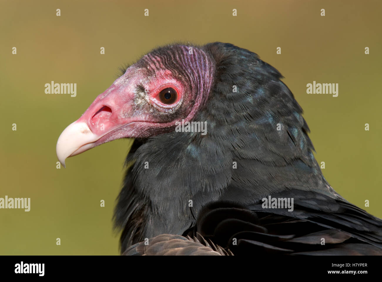 Turkey Vulture (Cathartes aura), Howell Nature Center, Michigan Stock