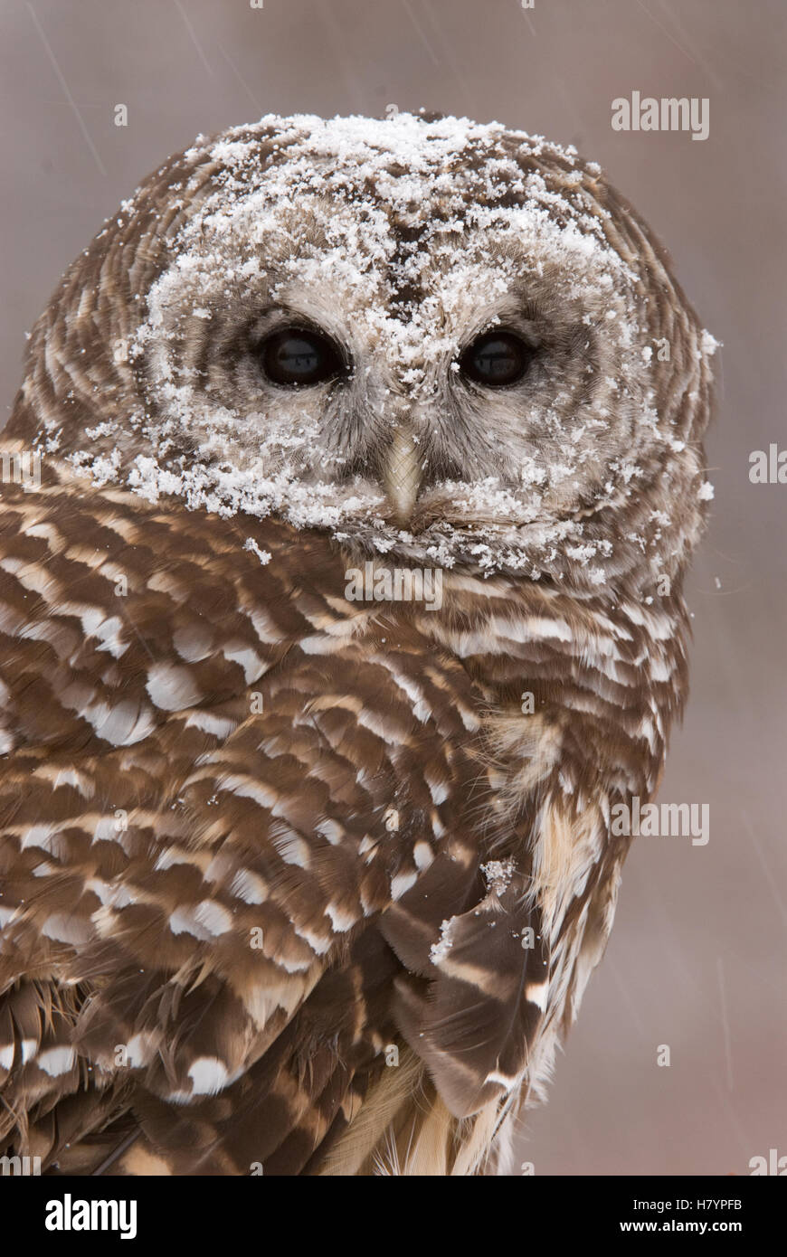 Barred Owl (Strix varia) in winter, Howell Nature Center, Michigan