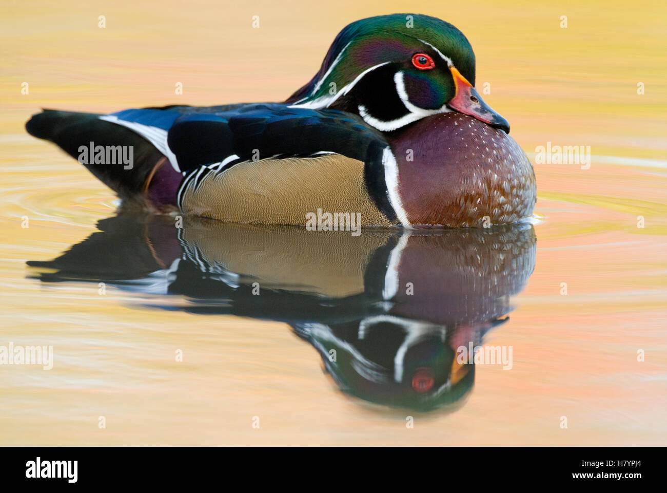 Wood Duck (Aix sponsa) male in breeding plumage, Lapeer State Game Area