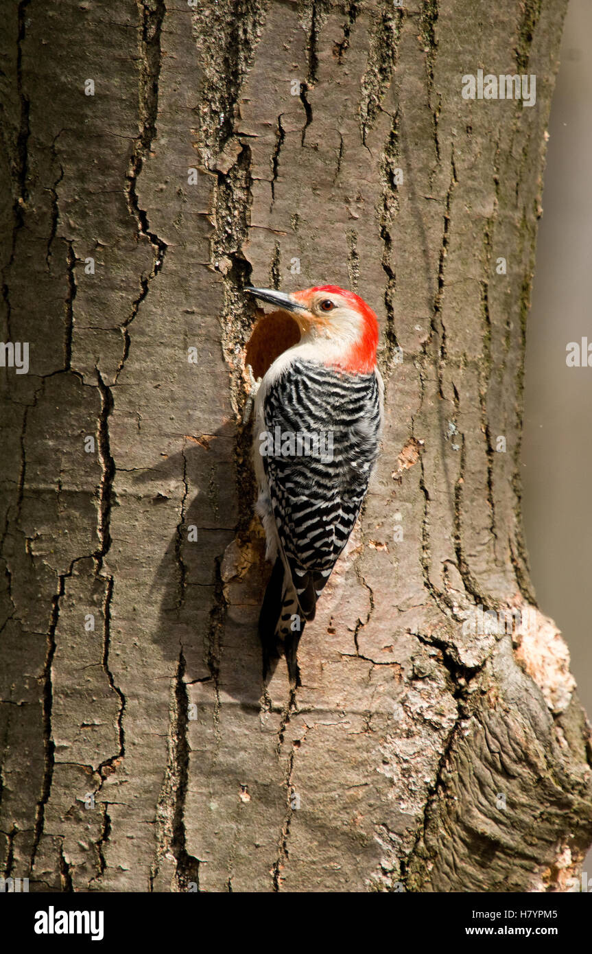 Redbellied Woodpecker (Melanerpes carolinus) male at nest cavity