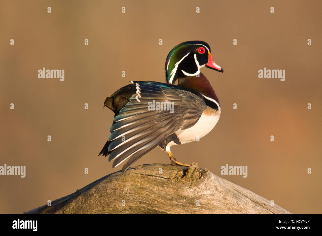 Wood Duck (Aix sponsa) male in stretching wing, Island Lake Recreation