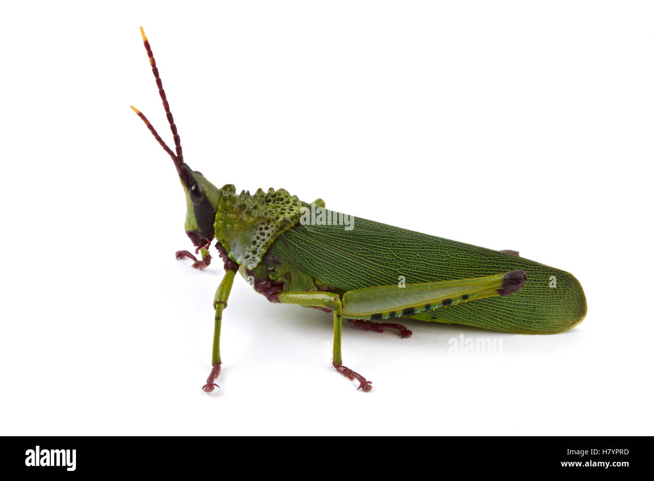 Gaudy Grasshopper (Taphronota sp) grasshopper, Silaka Nature Reserve, Eastern Cape, South Africa Stock Photo
