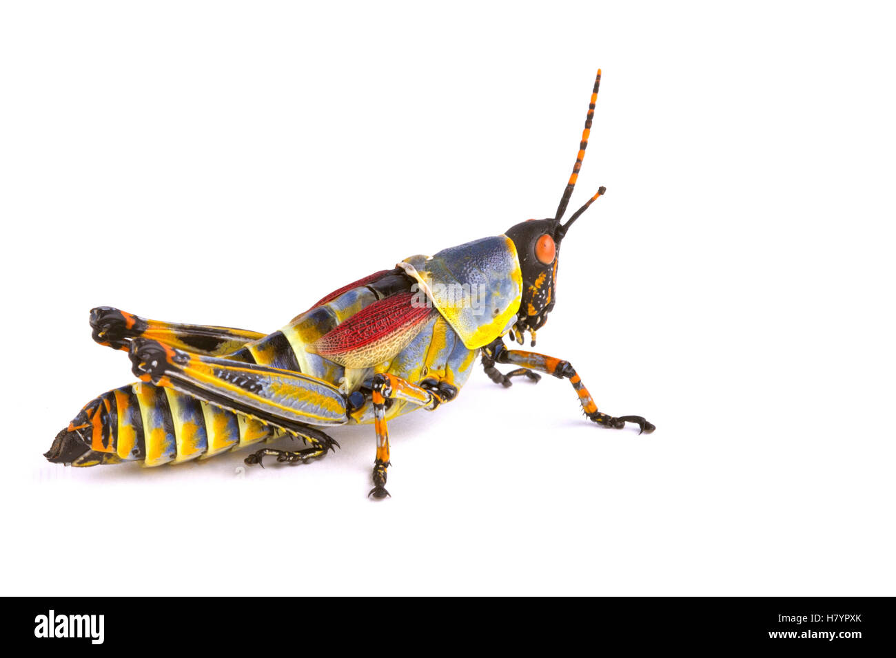 Gaudy Grasshopper (Zonocerus elegans), Silaka Nature Reserve, Eastern Cape, South Africa Stock Photo