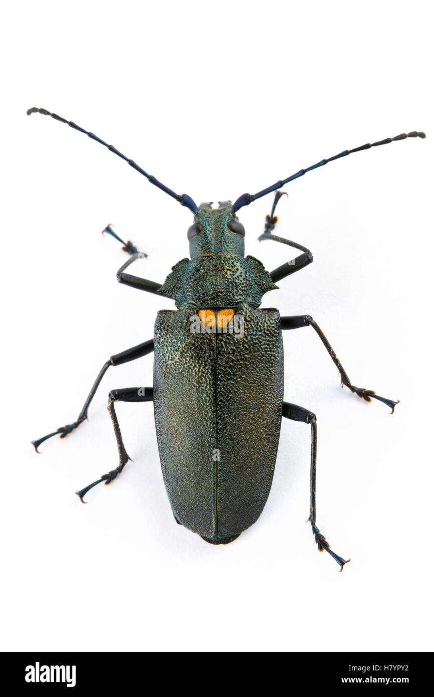 Longhorn Beetle (Cerambycidae), Barbilla National Park, Costa Rica