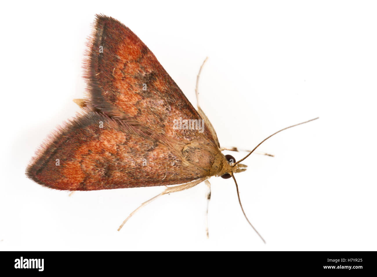 Crambid Snout Moth (Pyrausta californicalis), Woburn, Massachusetts Stock Photo