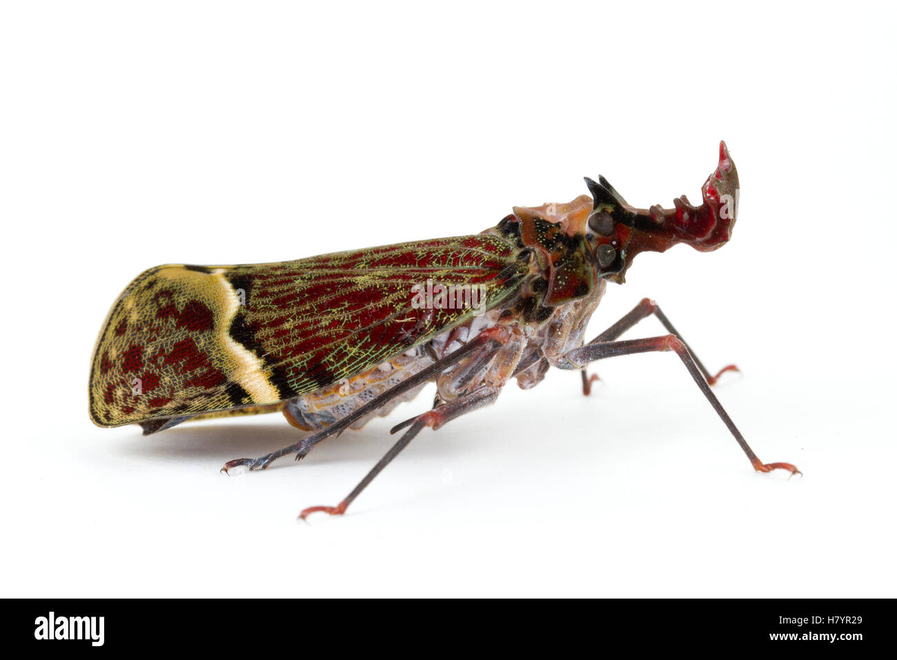 Fulgorid Planthopper (Phrictus quinquepartitus), La Selva Biological ...