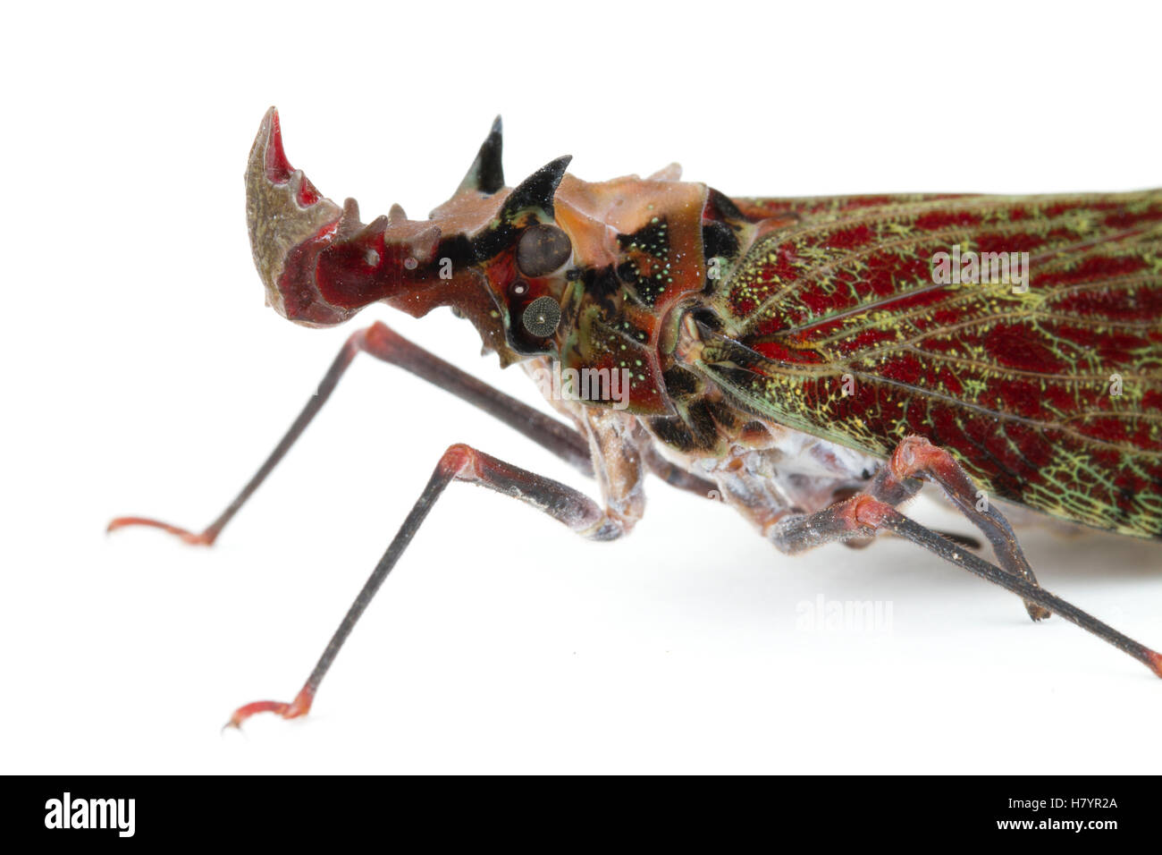 Fulgorid Planthopper (Phrictus quinquepartitus), La Selva Biological ...