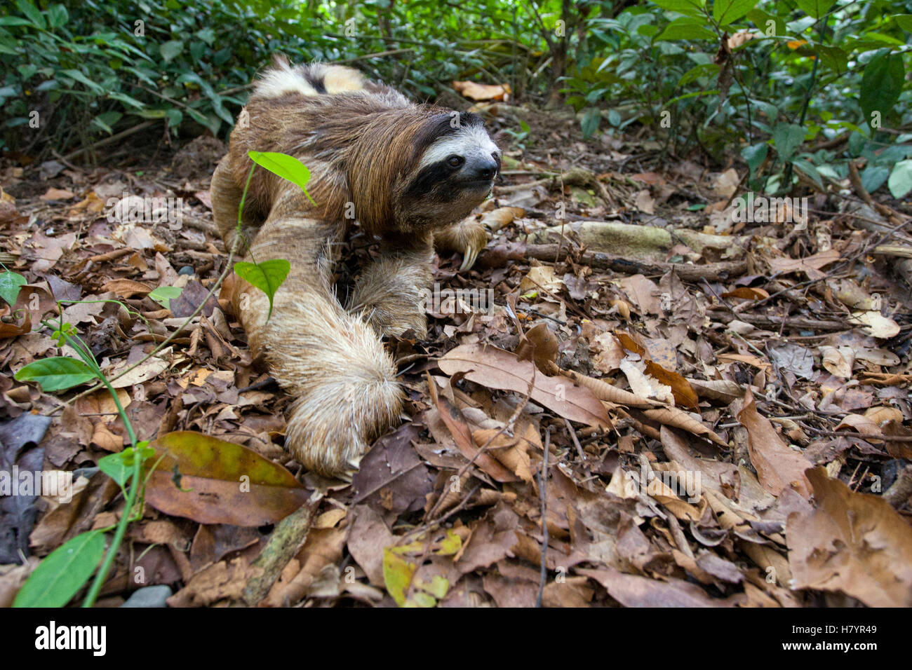 Brown Throated Three Toed Sloth Bradypus Variegatus Male Walking On